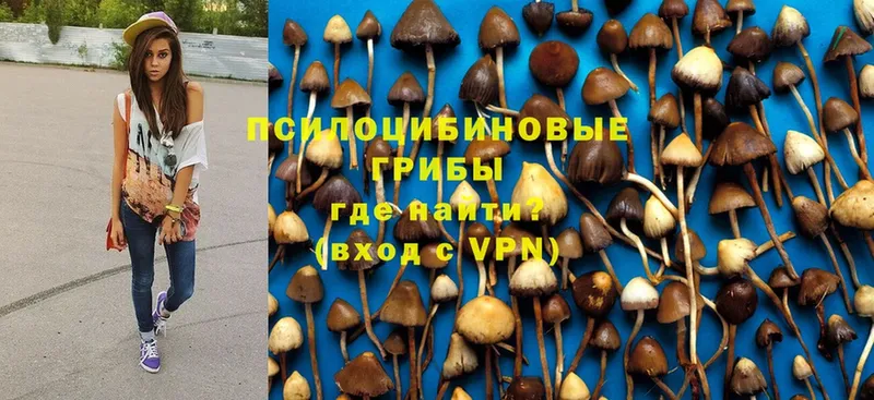 Псилоцибиновые грибы Psilocybe  Дегтярск 